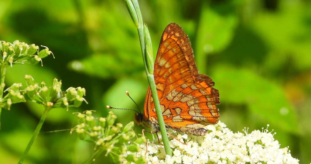 Przeplatka maturna (Euphydryas maturna)