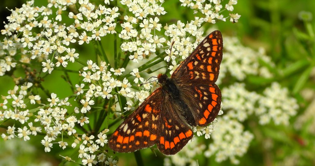 Przeplatka maturna (Euphydryas maturna)