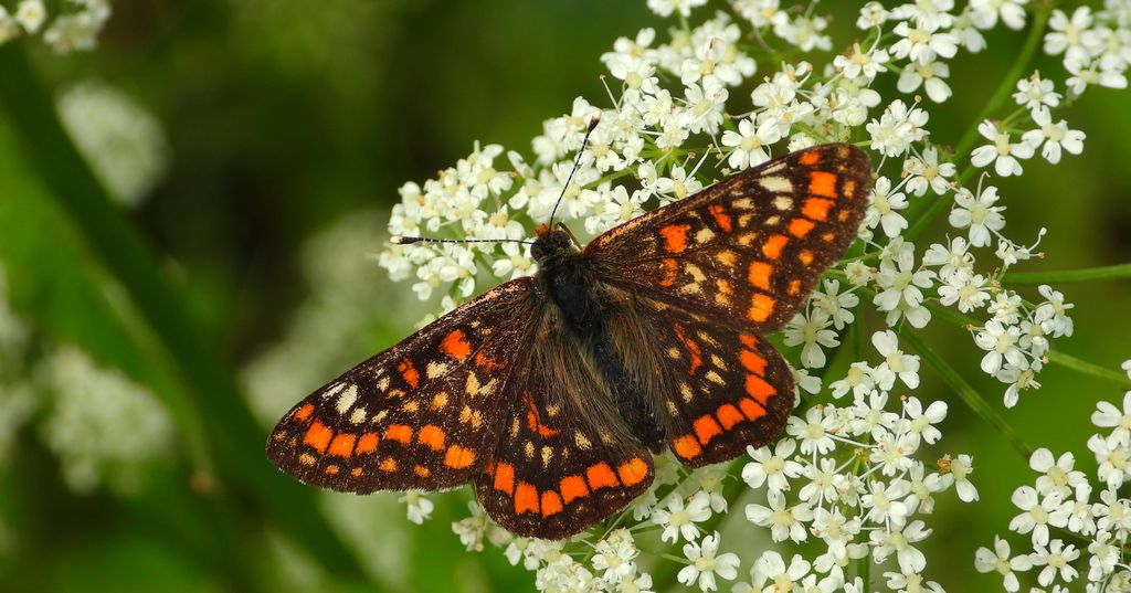 Przeplatka maturna (Euphydryas maturna)