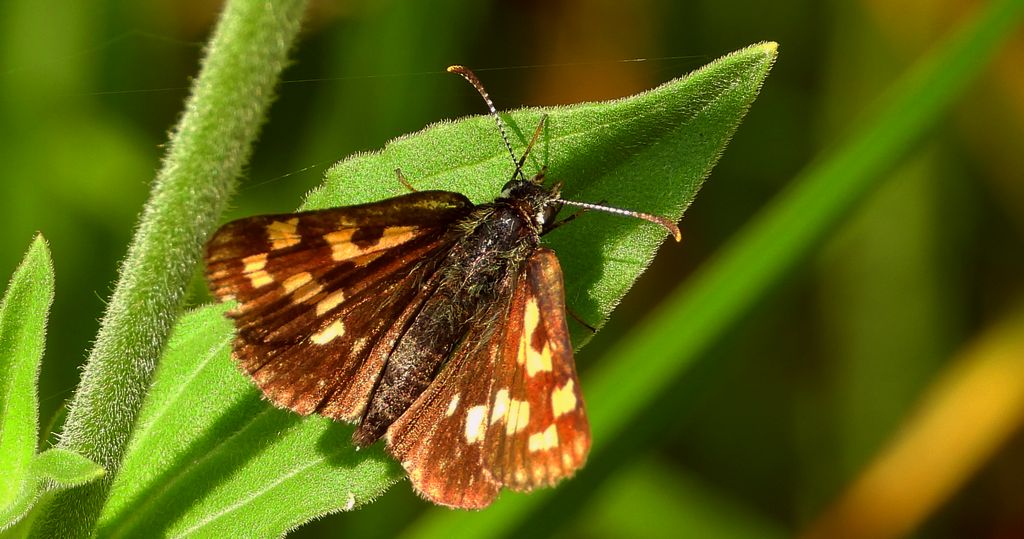 Kosternik palemon (Carterocephalus palaemon)