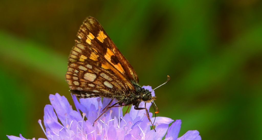 Kosternik palemon (Carterocephalus palaemon)
