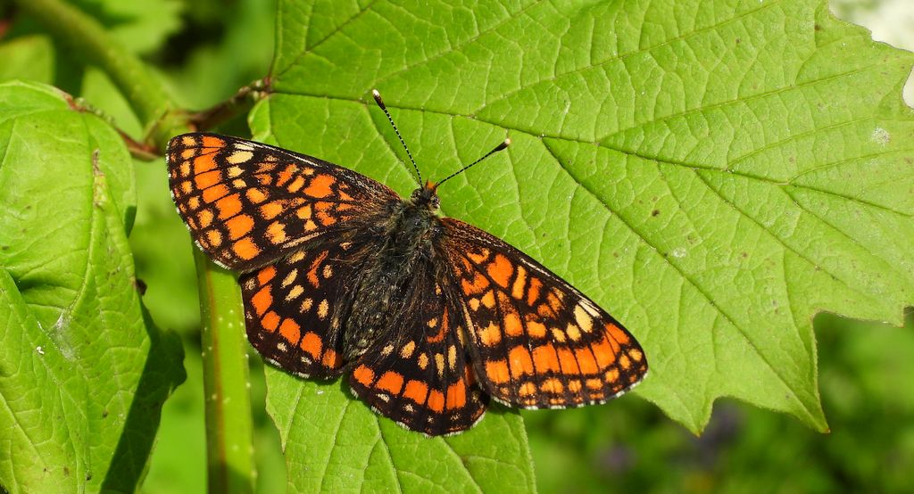 Przeplatka maturna (Euphydryas maturna)