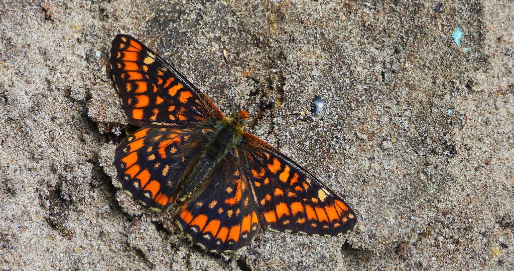 Przeplatka maturna (Euphydryas maturna)