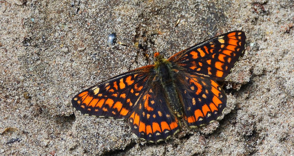 Przeplatka maturna (Euphydryas maturna)