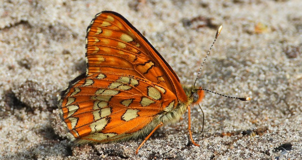 Przeplatka maturna (Euphydryas maturna)