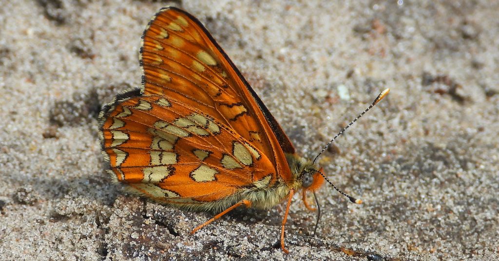 Przeplatka maturna (Euphydryas maturna)