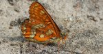 Przeplatka maturna (Euphydryas maturna)
