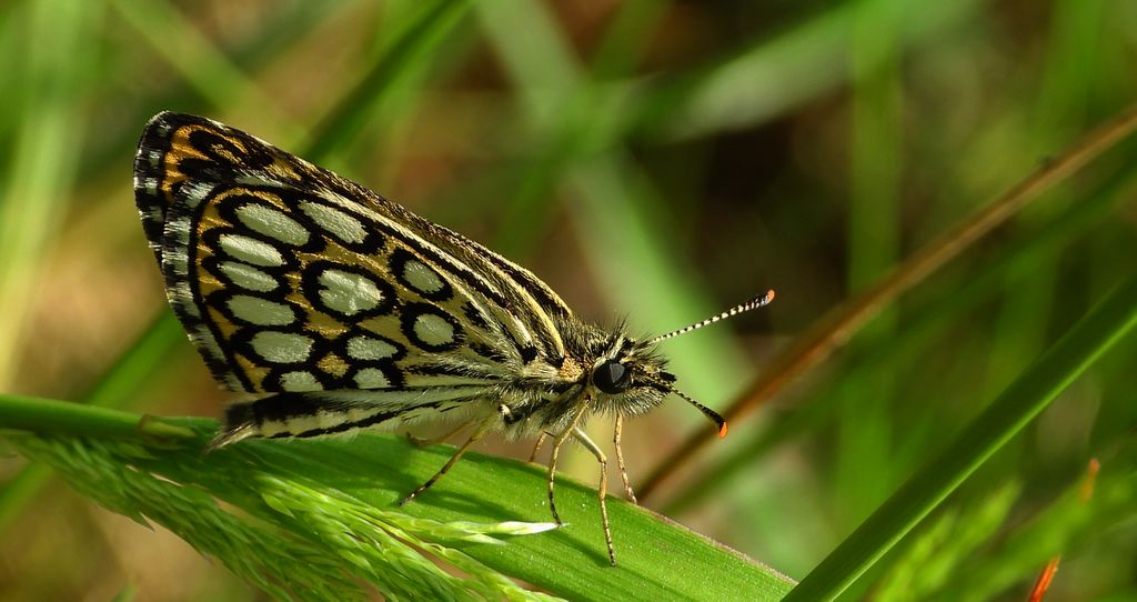 Rojnik morfeusz (Heteropterus morpheus)
