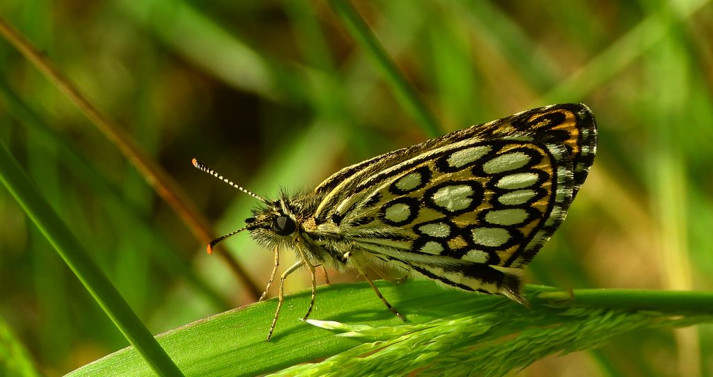 Rojnik morfeusz (Heteropterus morpheus)