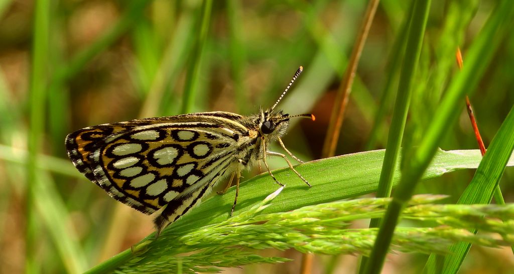 Rojnik morfeusz (Heteropterus morpheus)