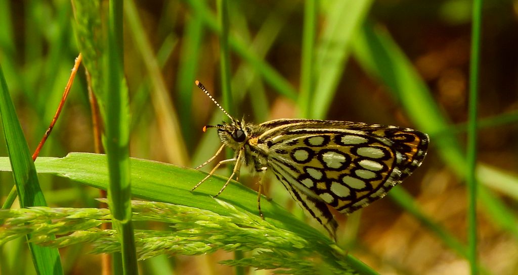 Rojnik morfeusz (Heteropterus morpheus)