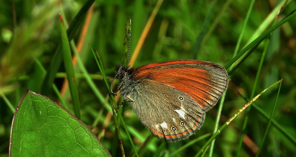 Strzępotek glicerion (Coenonympha glycerion)