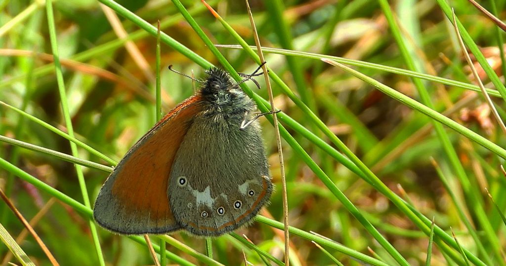 Strzępotek glicerion (Coenonympha glycerion)