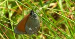 Strzępotek glicerion (Coenonympha glycerion)