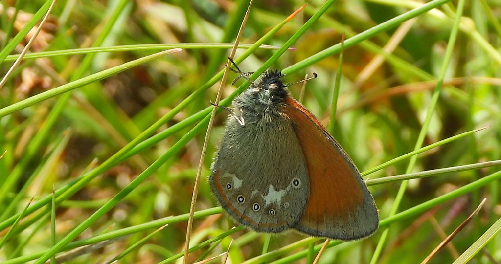 Strzępotek glicerion (Coenonympha glycerion)