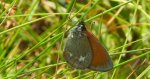 Strzępotek glicerion (Coenonympha glycerion)