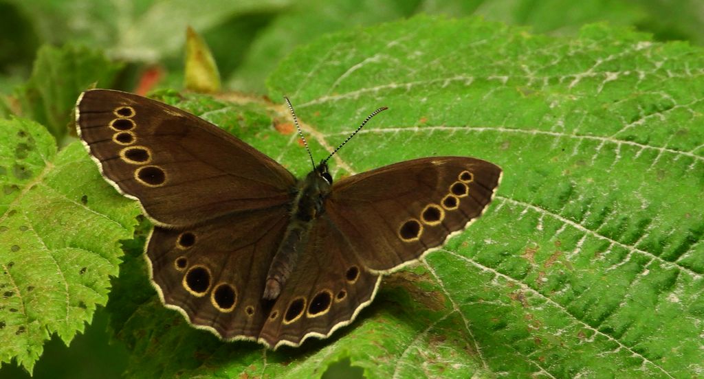 Osadnik wielkooki (Lopinga achine)