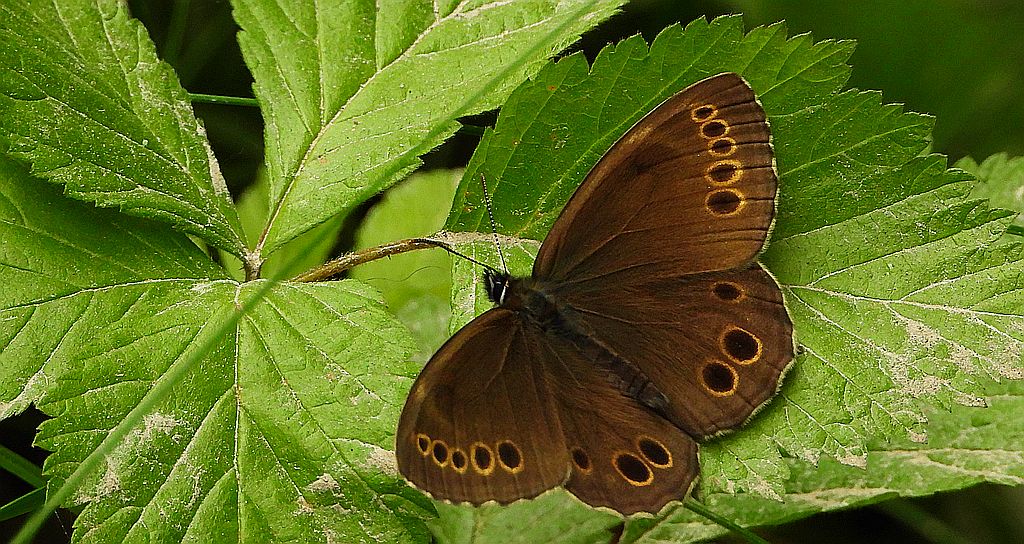 Osadnik wielkooki (Lopinga achine)