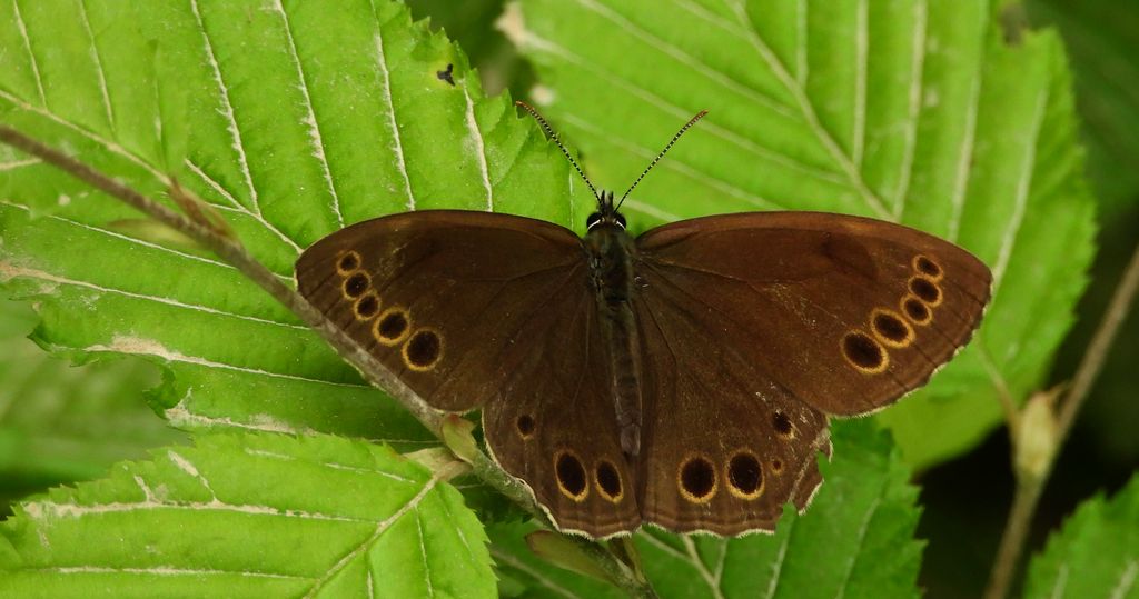 Osadnik wielkooki (Lopinga achine)