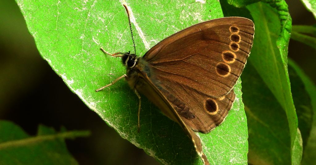 Osadnik wielkooki (Lopinga achine)