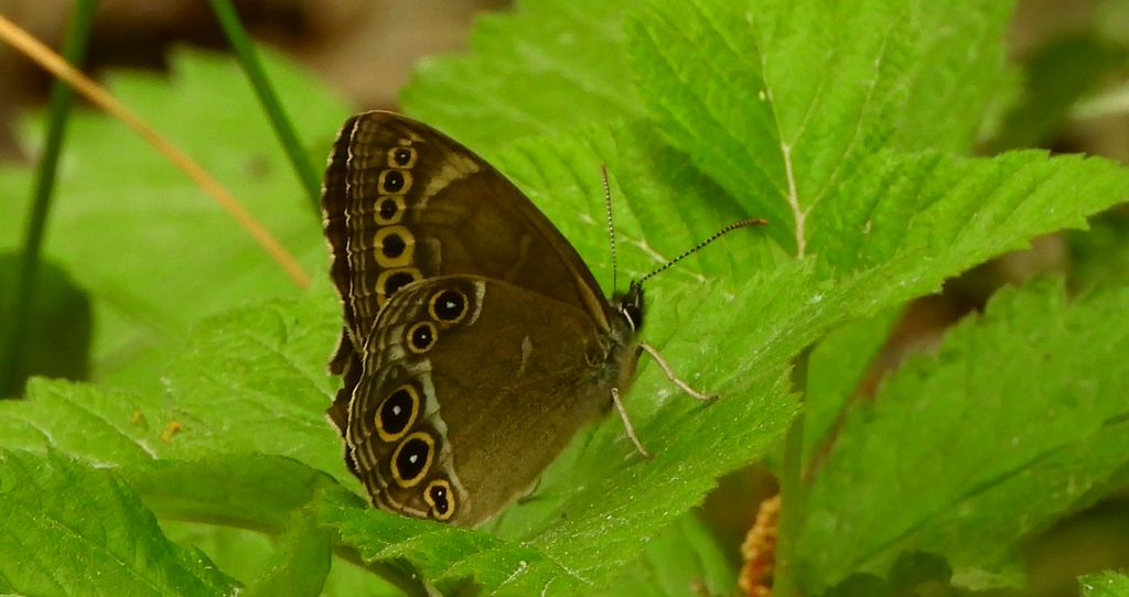Osadnik wielkooki (Lopinga achine)