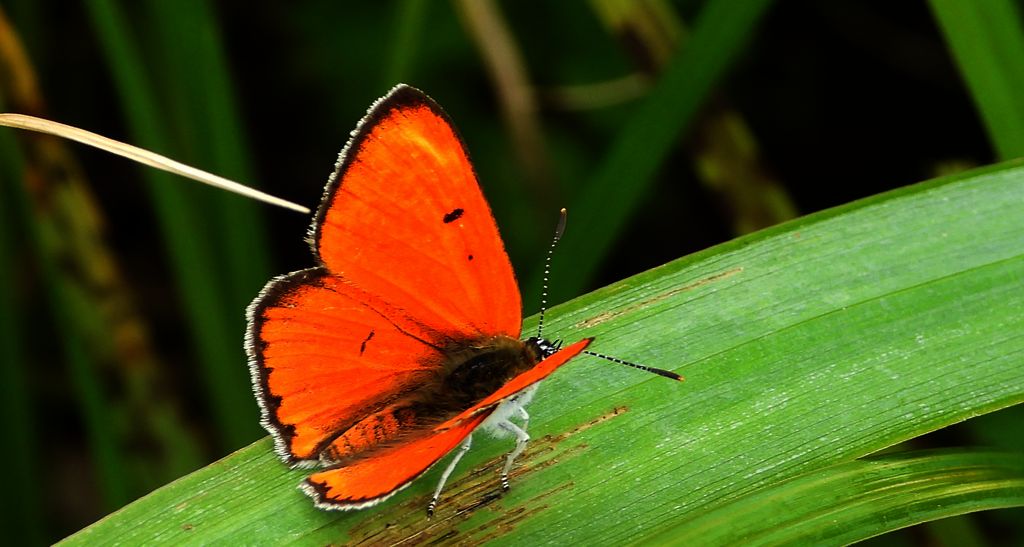 Czerwończyk nieparek, czerwończyk większy (Lycaena dispar)
