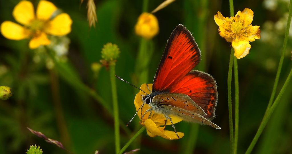 Czerwończyk płomieniec (Lycaena hippothoe)