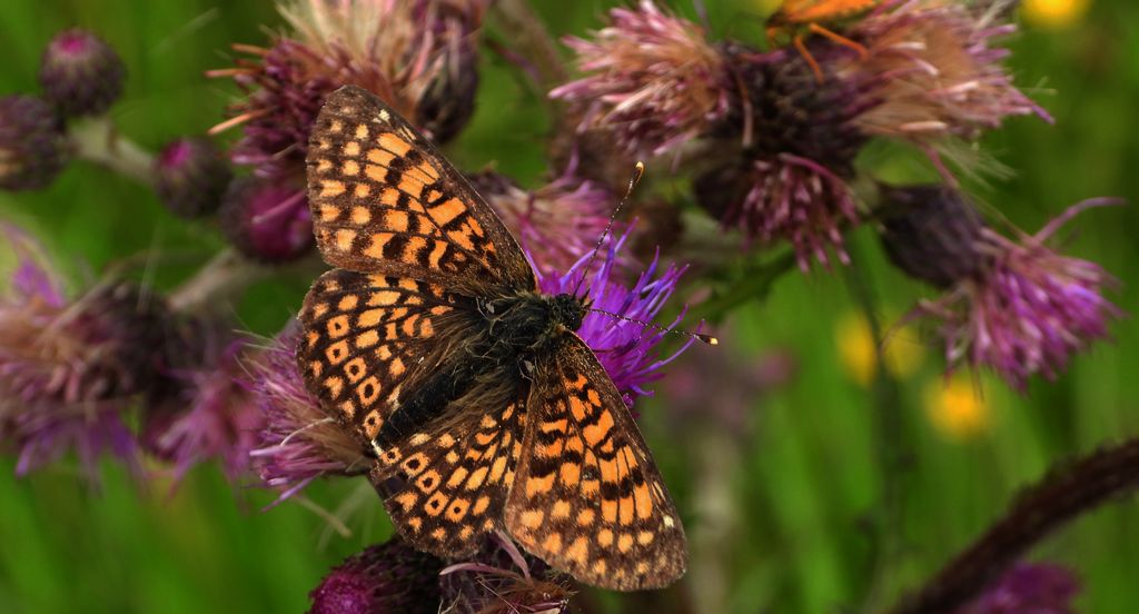 Przeplatka cinksia (Melitaea cinxia)