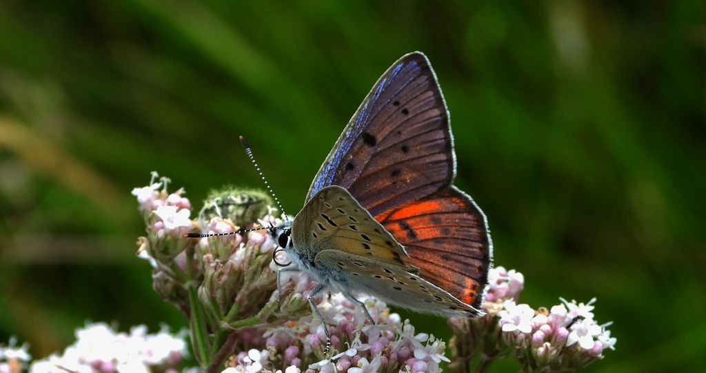 Czerwończyk zamgleniec (Lycaena alciphron)