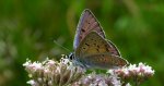 Czerwończyk zamgleniec (Lycaena alciphron)
