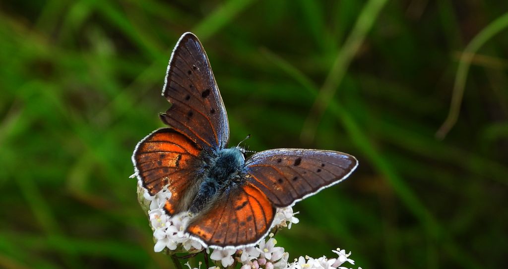 Czerwończyk zamgleniec (Lycaena alciphron)