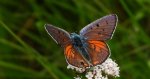 Czerwończyk zamgleniec (Lycaena alciphron)
