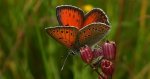 Czerwończyk płomieniec (Lycaena hippothoe)