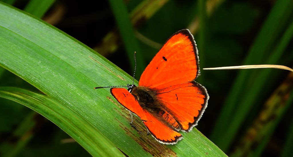 Czerwończyk nieparek, czerwończyk większy (Lycaena dispar)