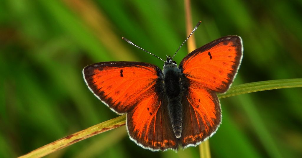Czerwończyk płomieniec (Lycaena hippothoe)