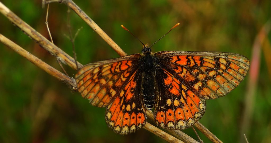 Przeplatka aurinia (Euphydryas aurinia)