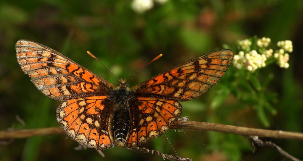 Przeplatka aurinia (Euphydryas aurinia)