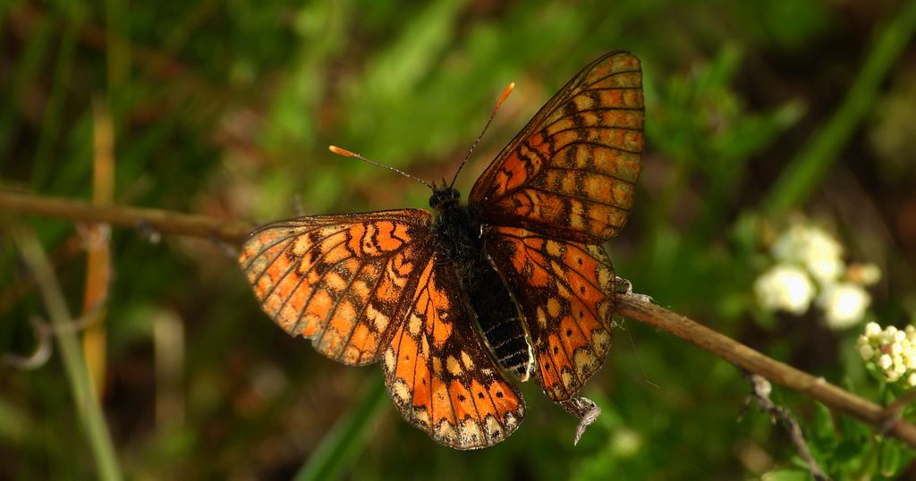 Przeplatka aurinia (Euphydryas aurinia)