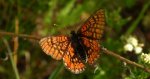 Przeplatka aurinia (Euphydryas aurinia)