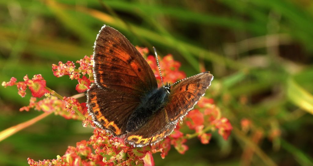 Czerwończyk płomieniec (Lycaena hippothoe)
