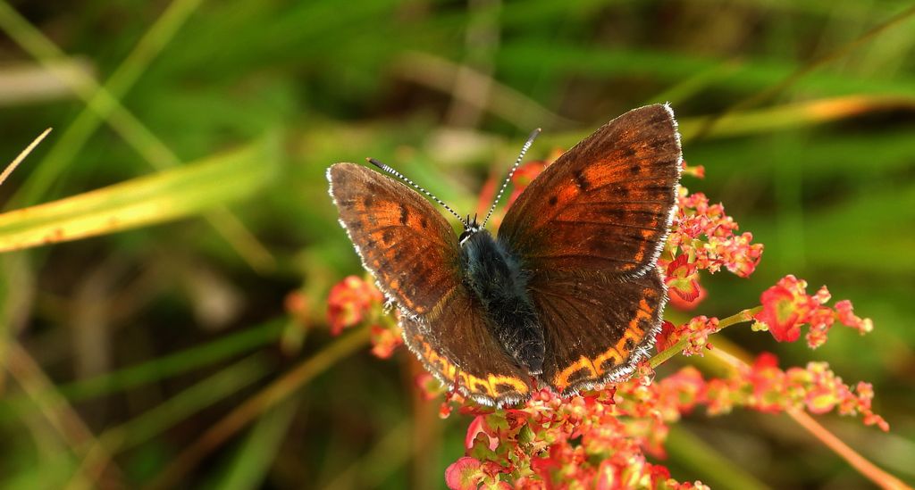 Czerwończyk płomieniec (Lycaena hippothoe)