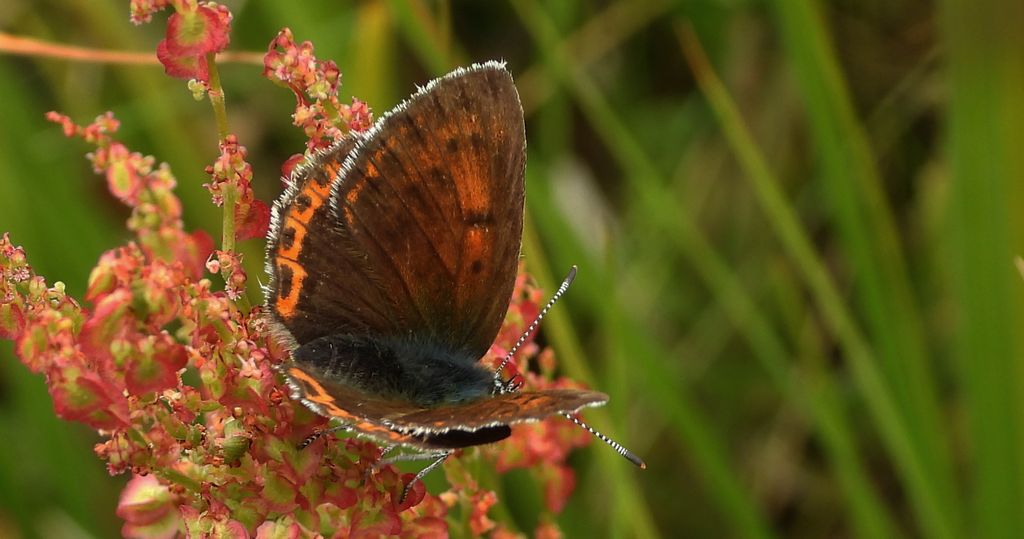 Czerwończyk płomieniec (Lycaena hippothoe)
