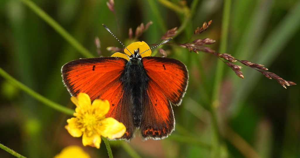 Czerwończyk płomieniec (Lycaena hippothoe)