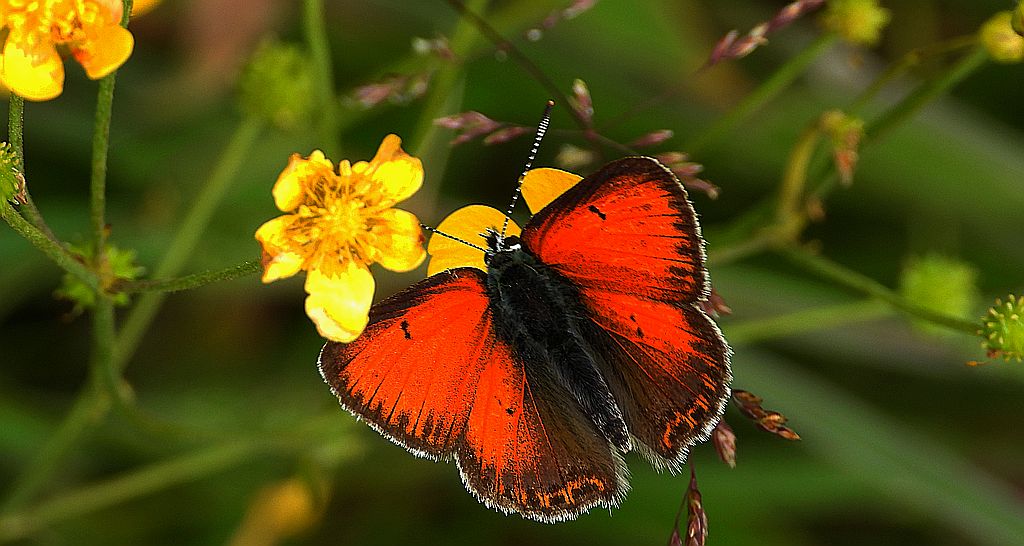 Czerwończyk płomieniec (Lycaena hippothoe)