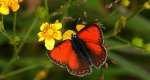Czerwończyk płomieniec (Lycaena hippothoe)