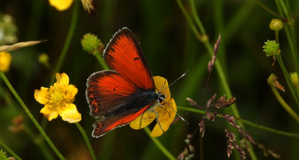 Czerwończyk płomieniec (Lycaena hippothoe)