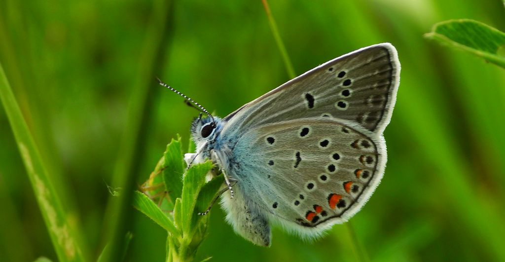Modraszek amandus (Polyommatus amandus)