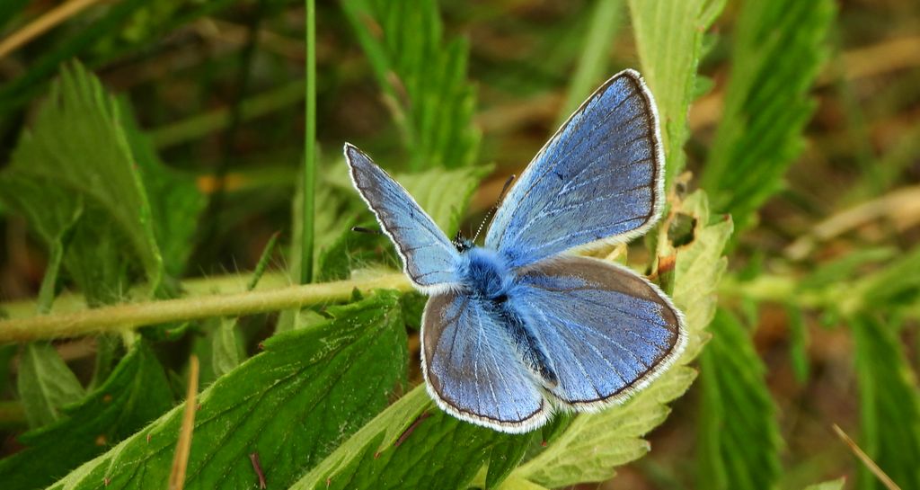 Modraszek amandus (Polyommatus amandus)
