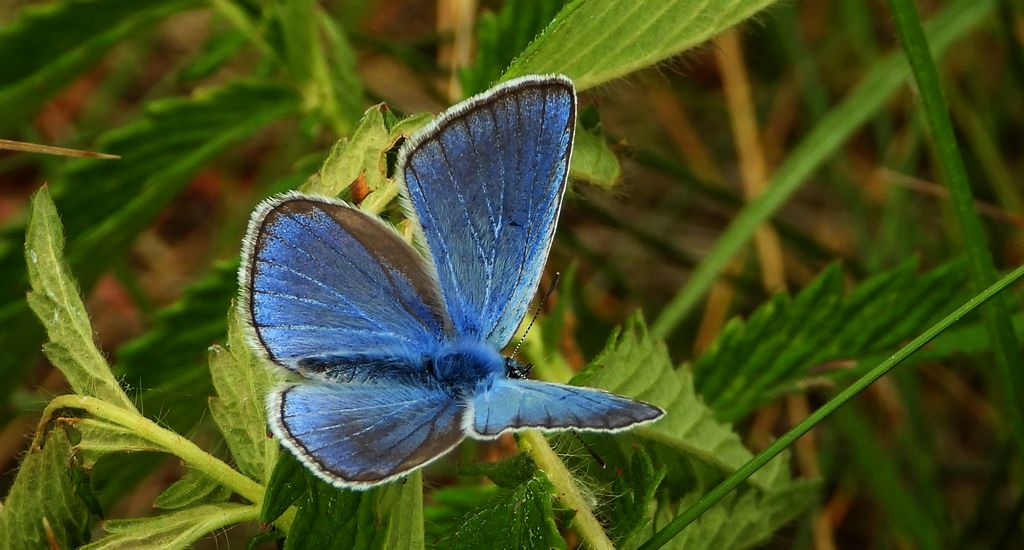 Modraszek amandus (Polyommatus amandus)
