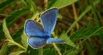 Modraszek amandus (Polyommatus amandus)